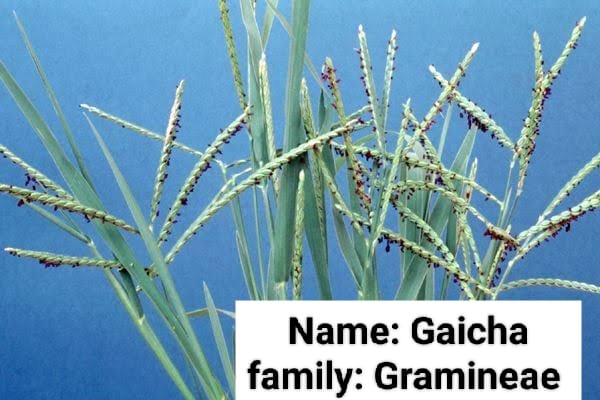Goicha